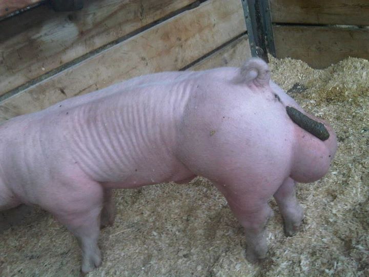 oink.jpg