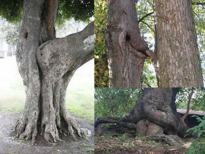 groot.jpg